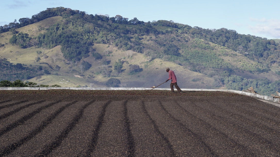 Image of coffee farmer at work