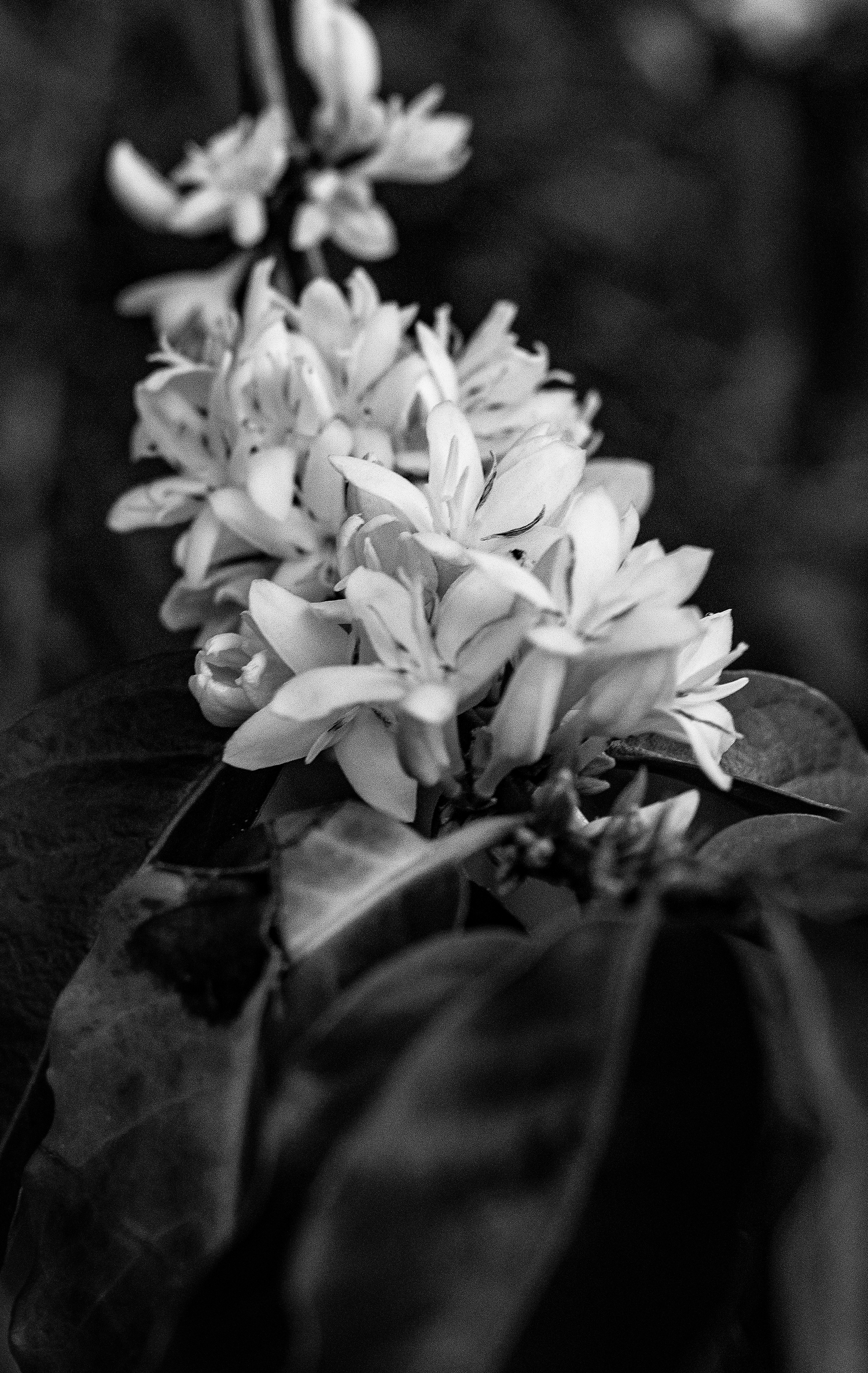 photo of coffee blossoms on a coffee shrub