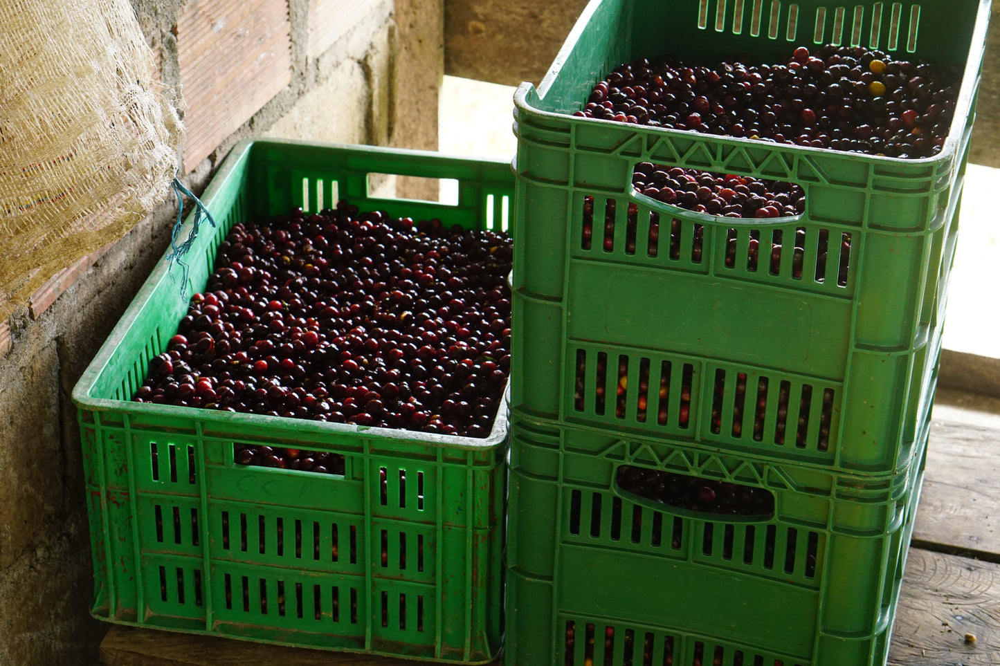 image of coffee fruit in green containers