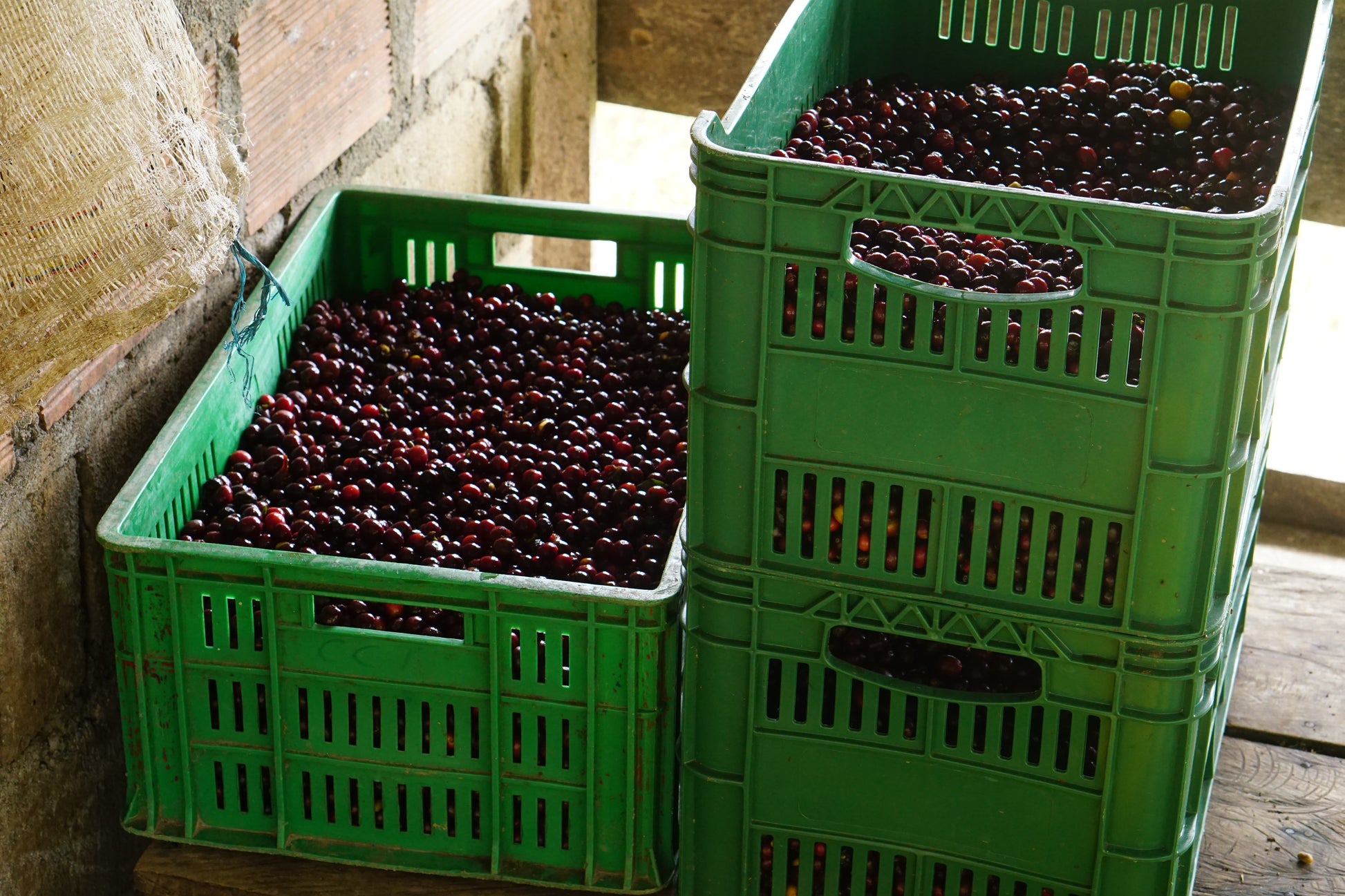 image of coffee fruit in green containers