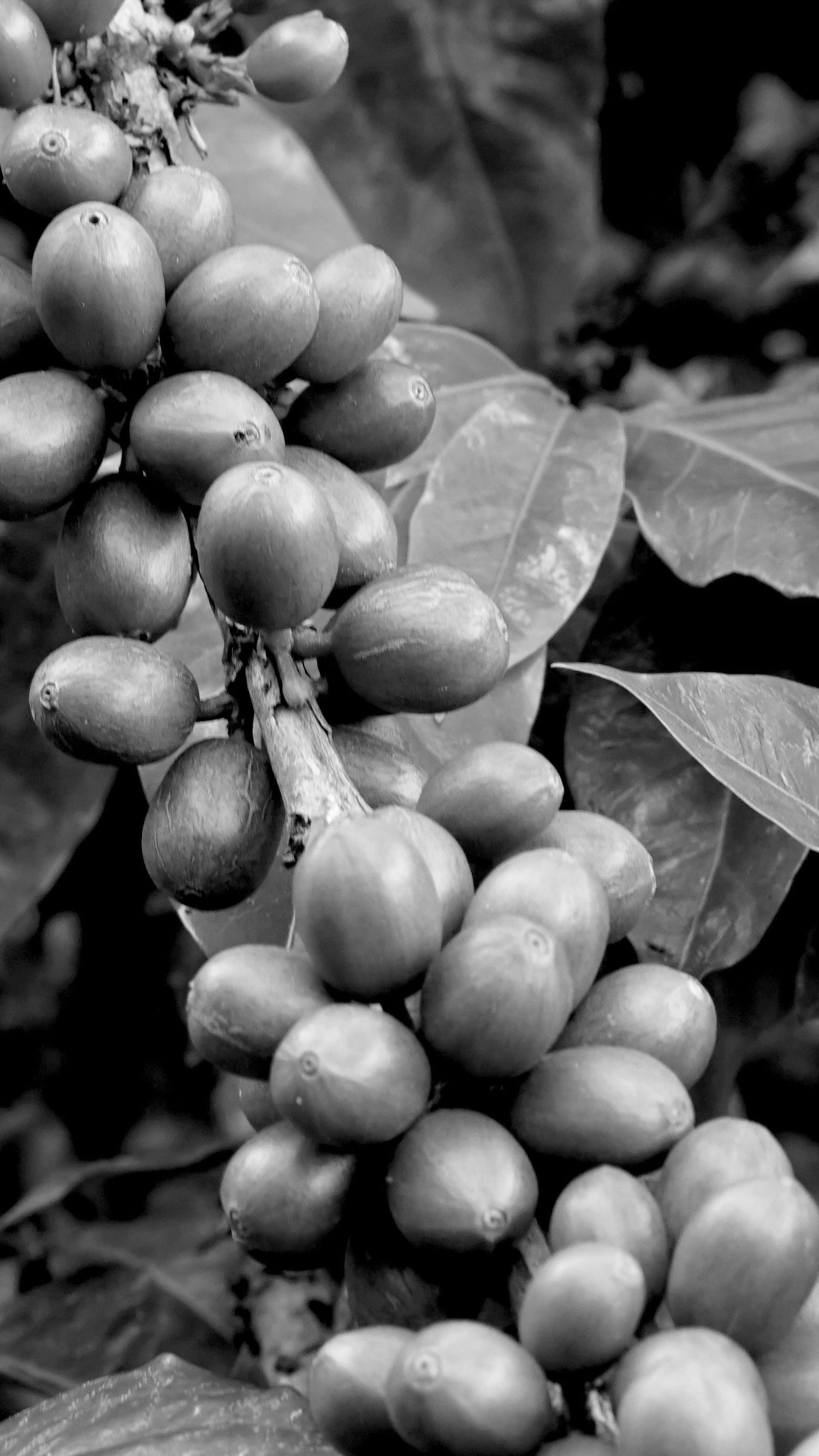 Close-up of coffee cherries on a branch with leaves in the background