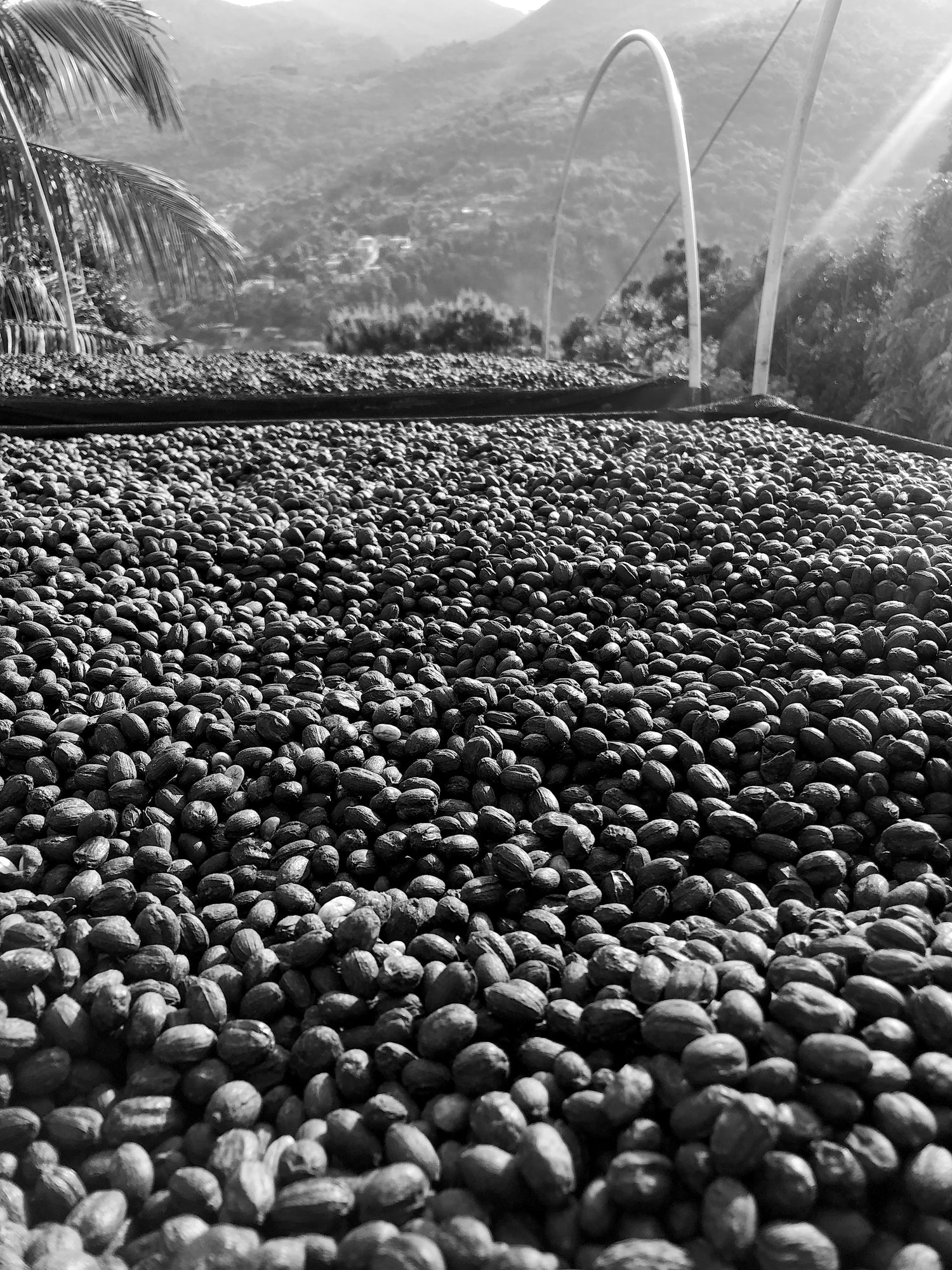 Photo of coffee cherries drying on drying bed