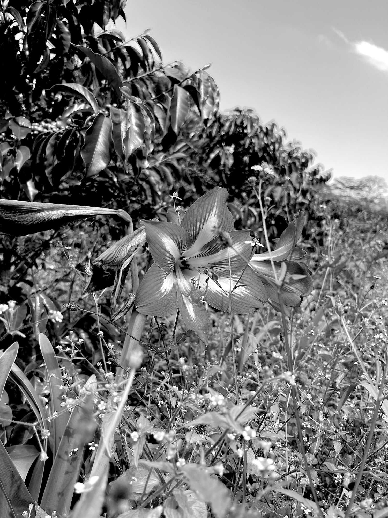 Photo of coffee farm and flower