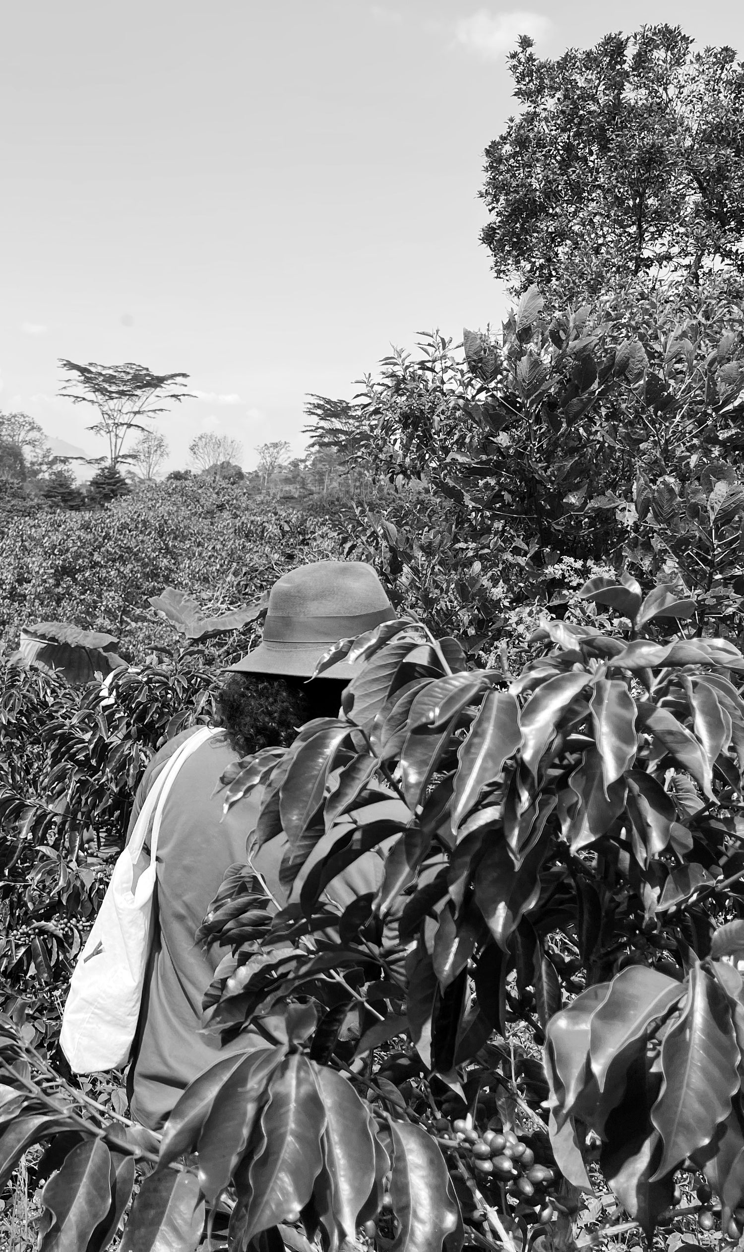 Image of farmer admiring the coffee plant
