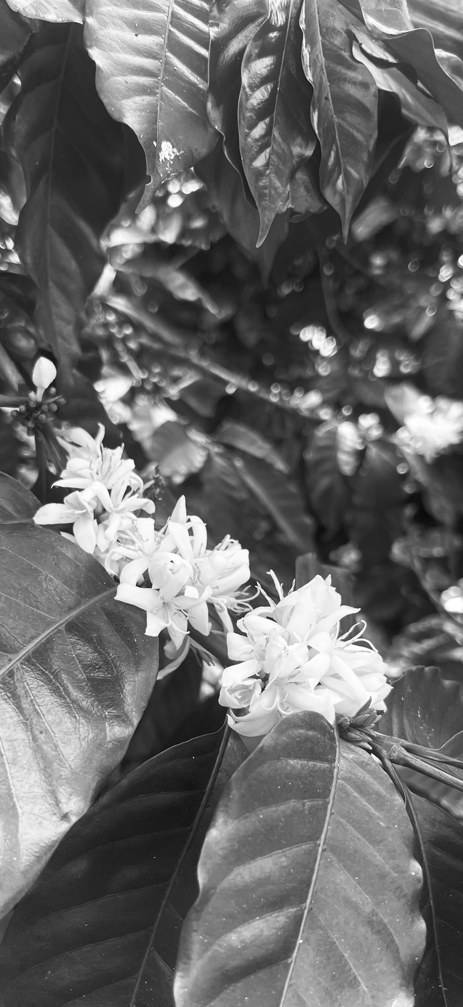 Image of coffee flower in full bloom