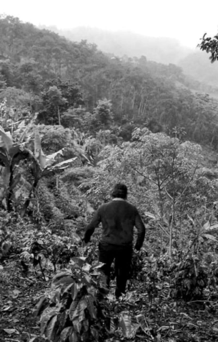 Person walking through a dense forest with misty mountains in the background