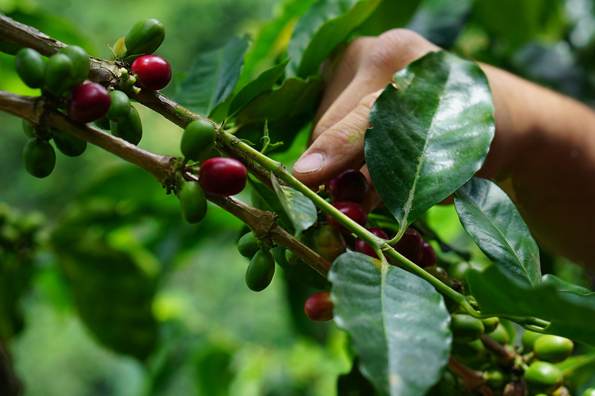 Image of coffee farmer harvesting coffee fruit