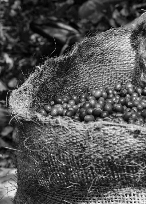 image of a jute bag full of coffee cherries