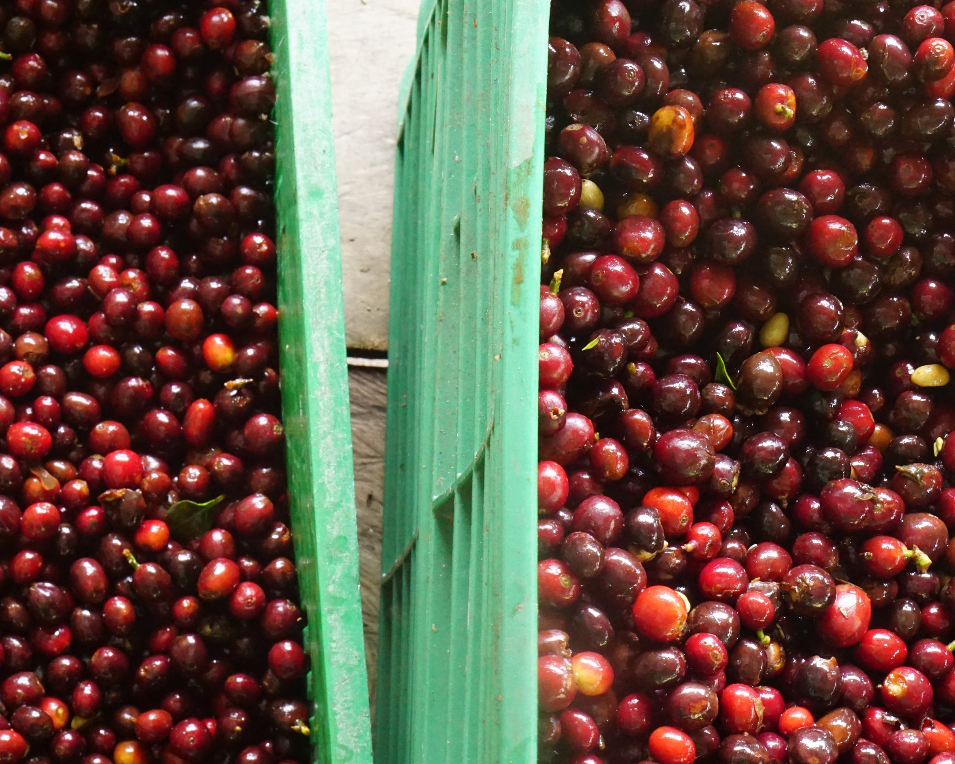 Image of coffee fruit in green containers