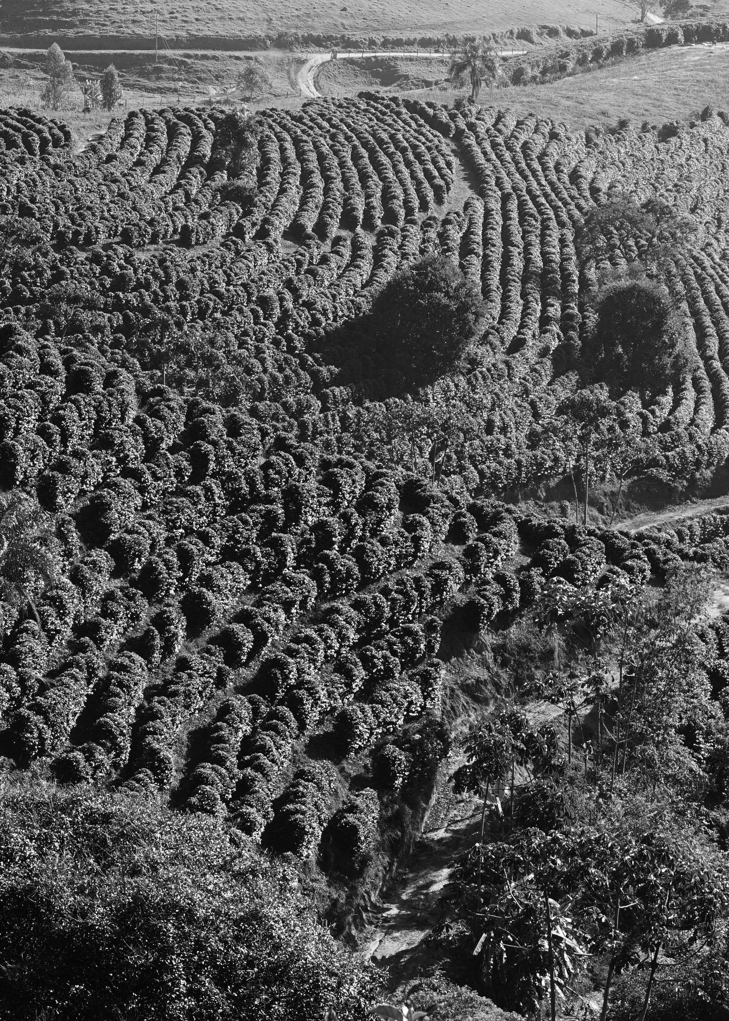 image of rows of coffee planted on rolling hills in Brazil