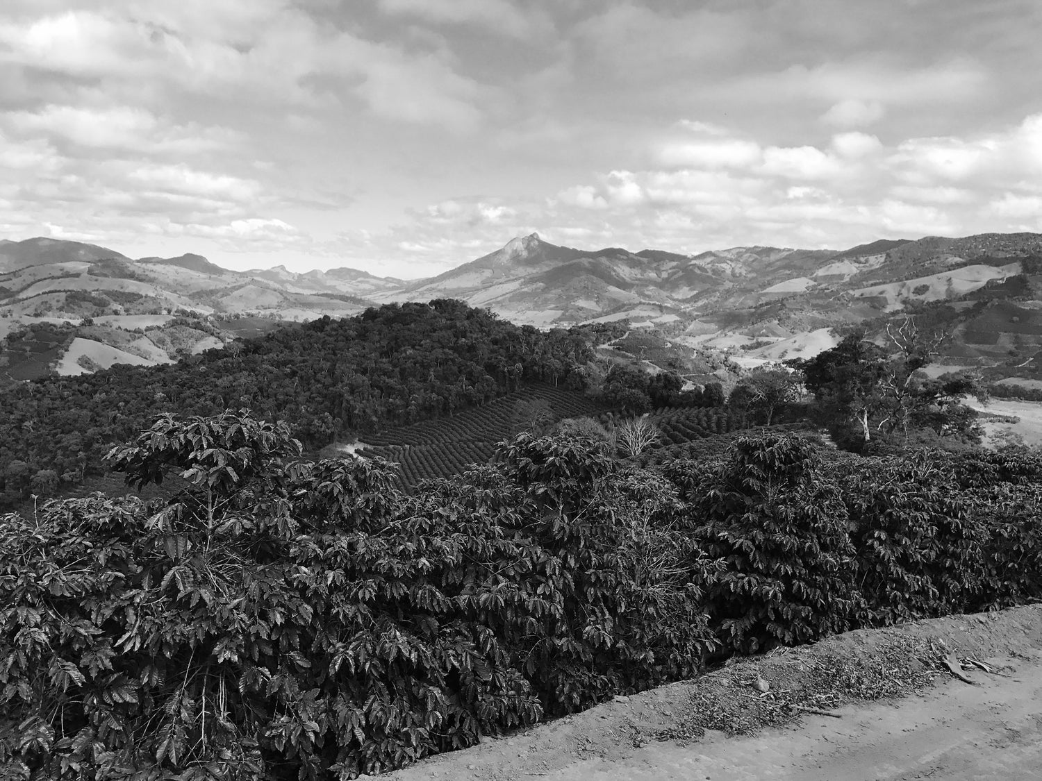 image of brazilian coffee farm with mountains in background