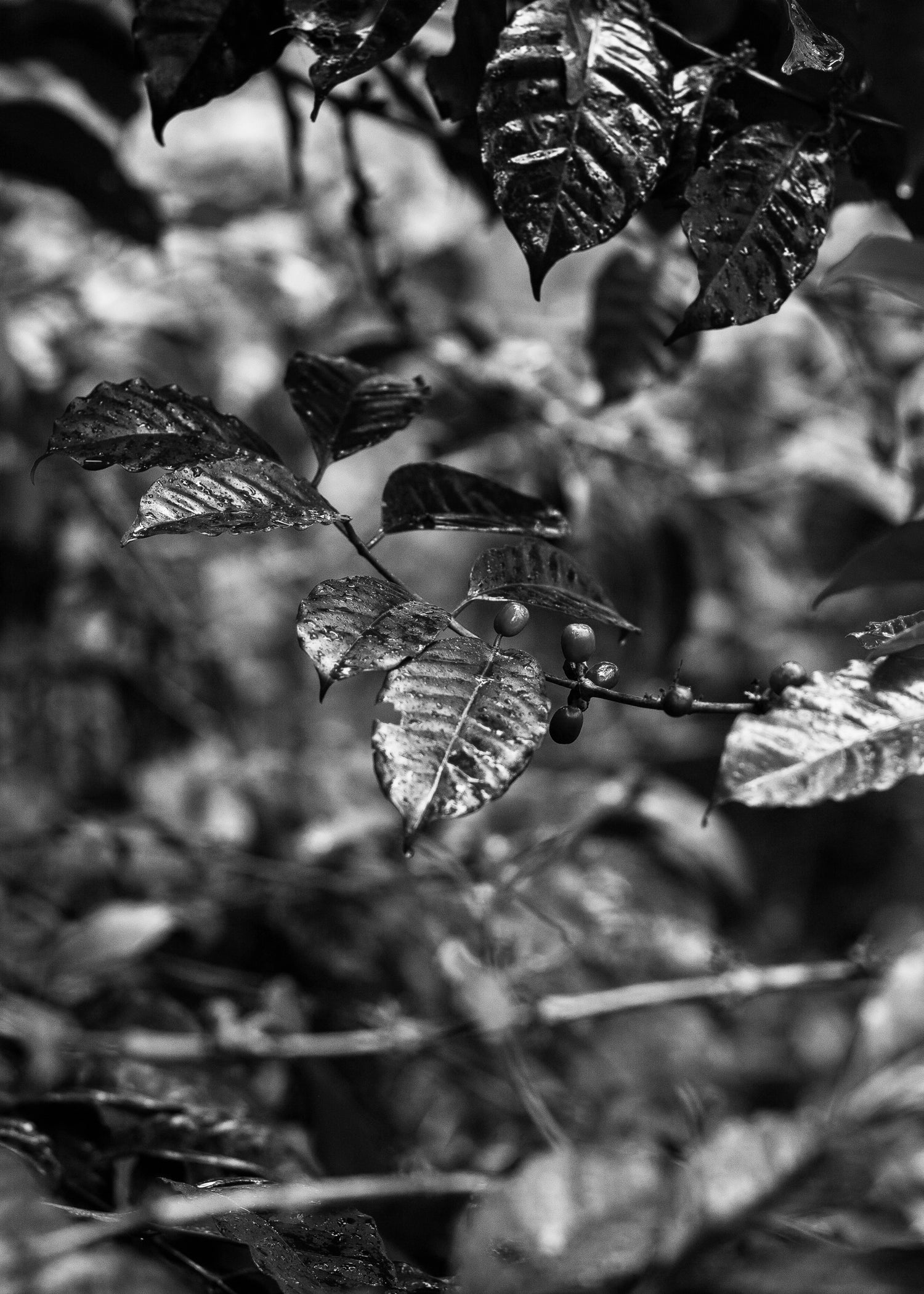 image of coffee cherries on coffee shrub