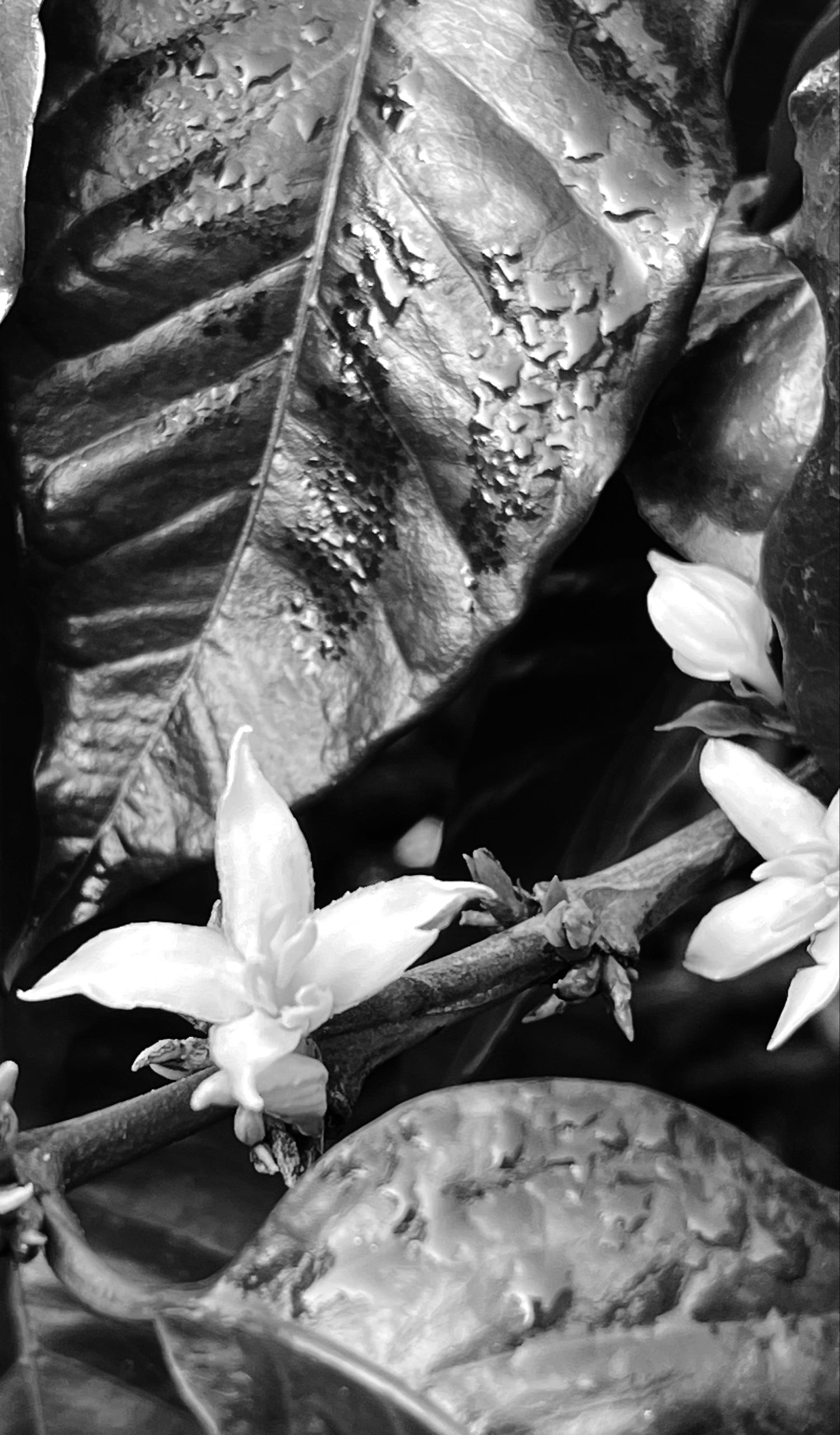 Close-up of a coffee flower and leaves in black and white