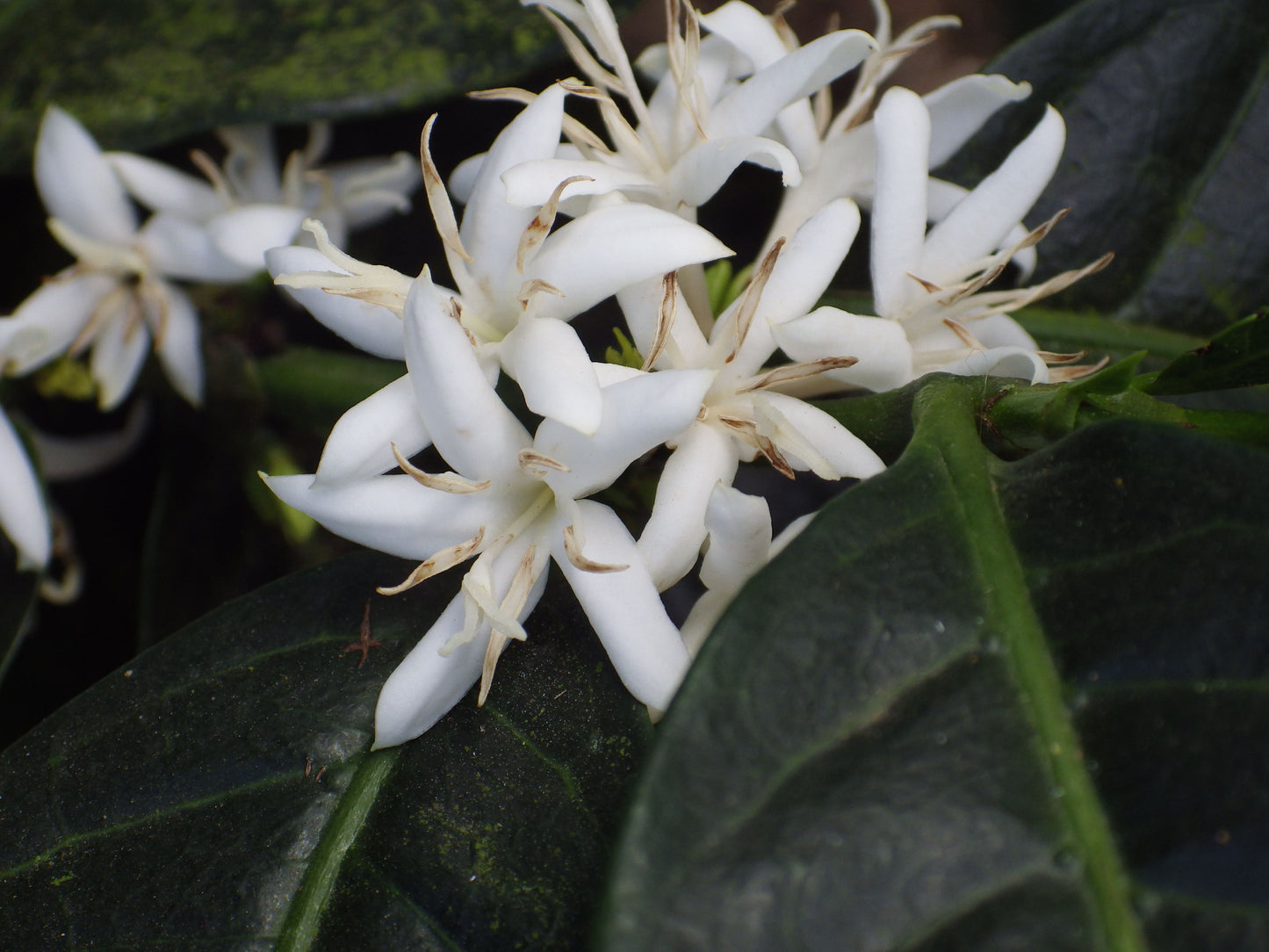 Image of coffee flowers in bloom