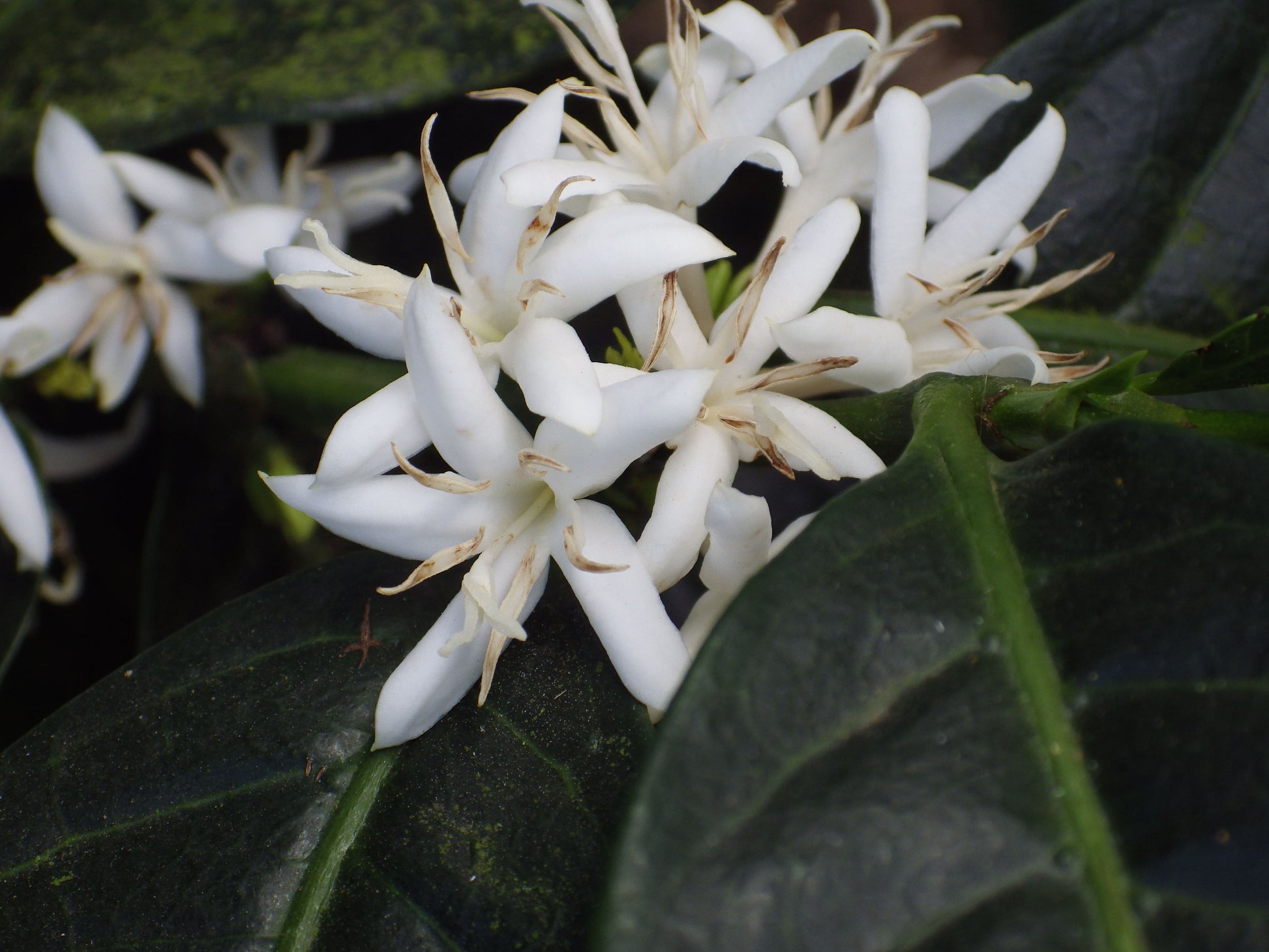 Image of coffee flowers in bloom
