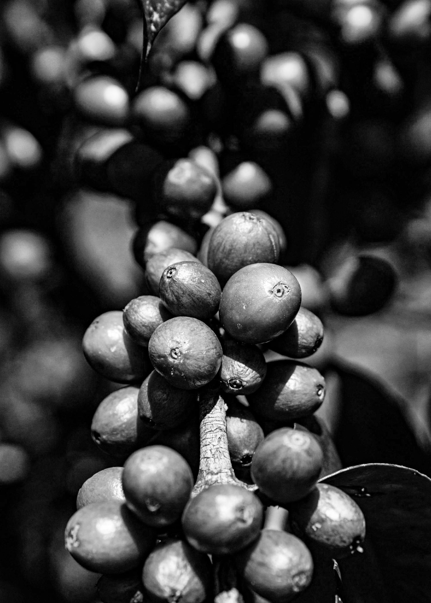 image of coffee cherries on coffee shrub branch