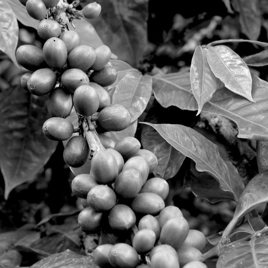 A close up of coffee Cherries about to be picked and made into specialty coffee