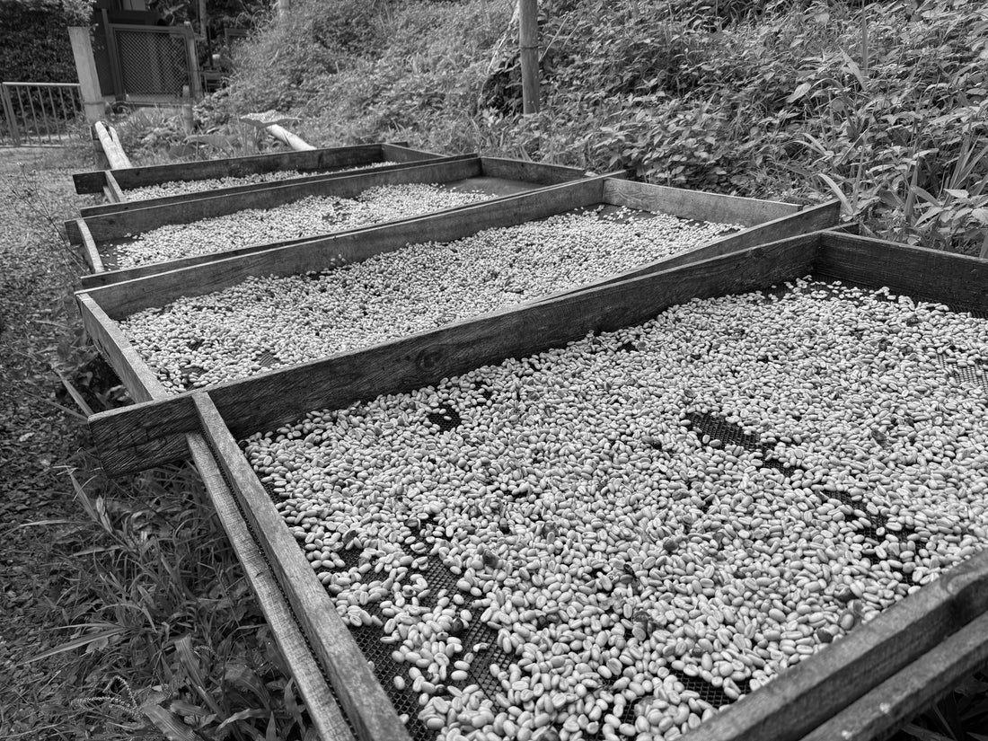 Coffee processing methods including washed, honey, and natural coffee drying