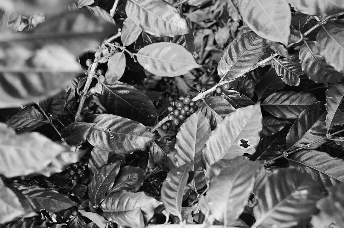 close up black and white photo of coffee plants.
