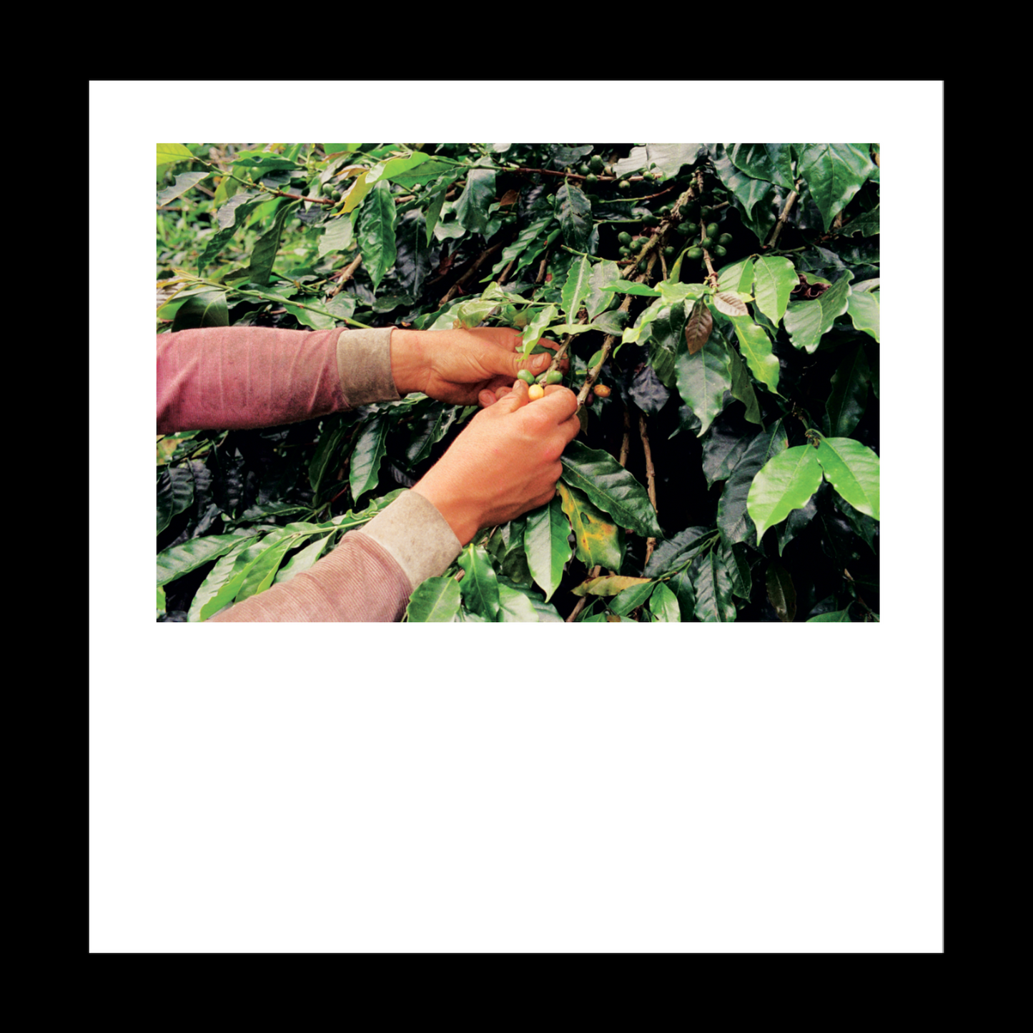 Origin: Colombia - Photo Zine
