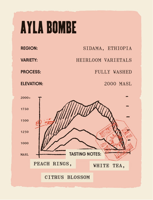 Ethiopia Ayla Bombe - Washed Process