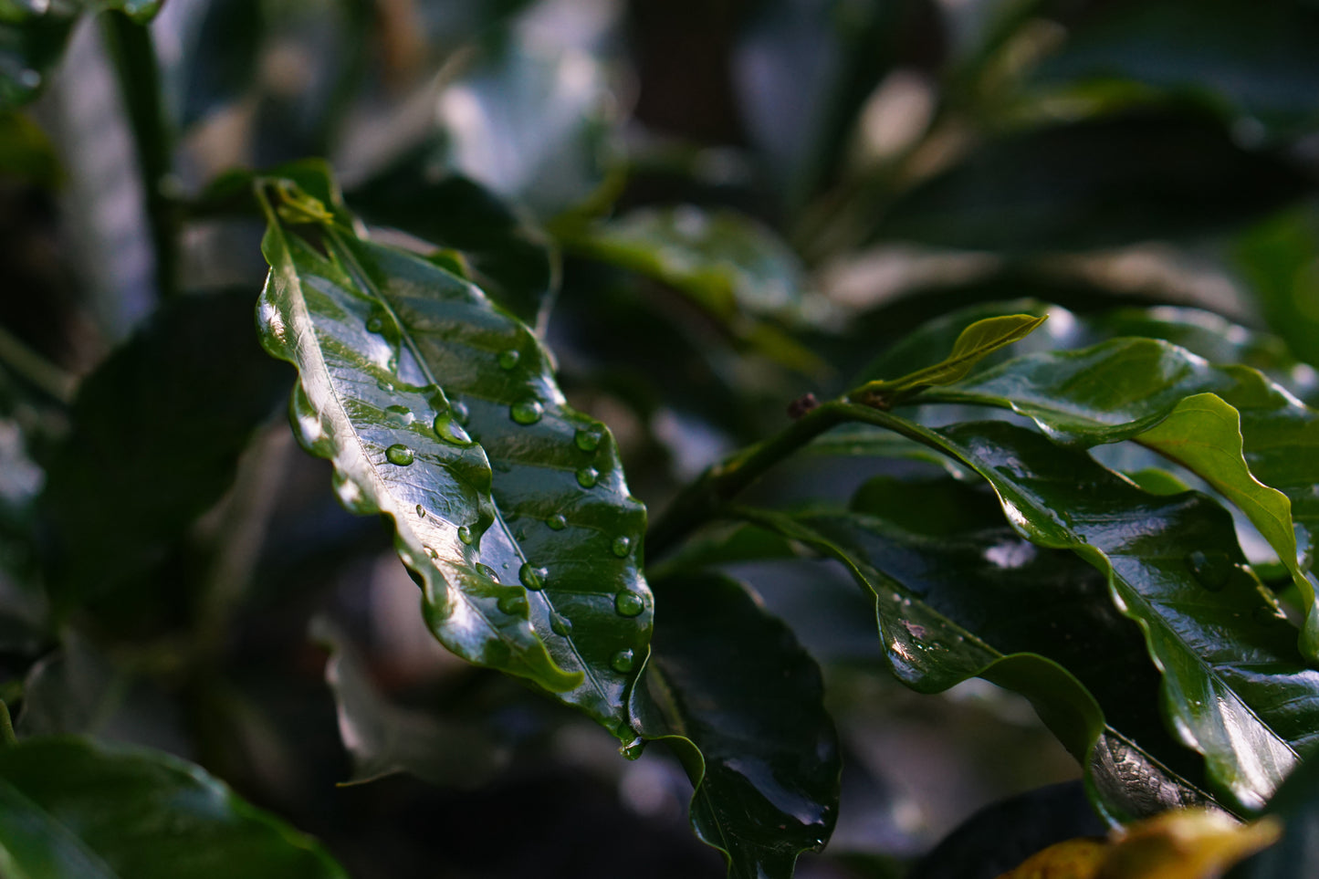 Image of water droplets on coffee plant leaf 