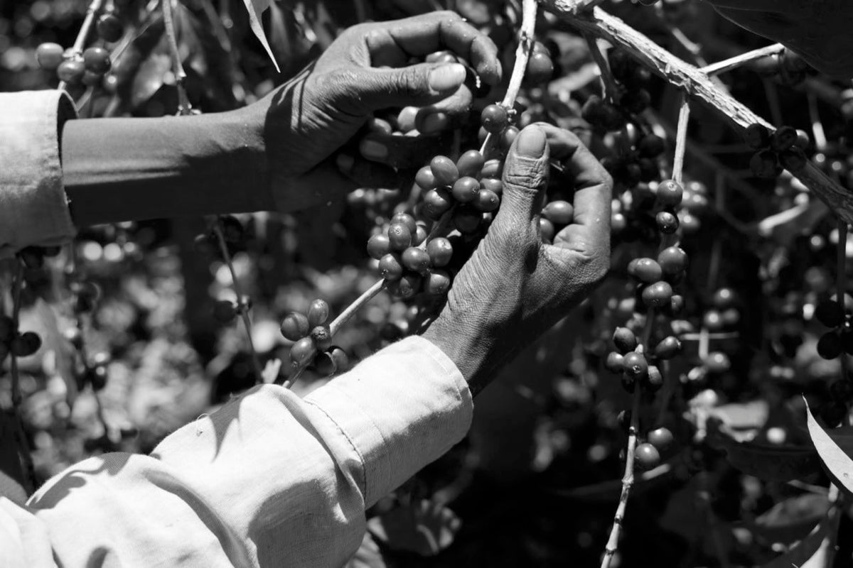 Close up of hands harvesting coffee cherries.