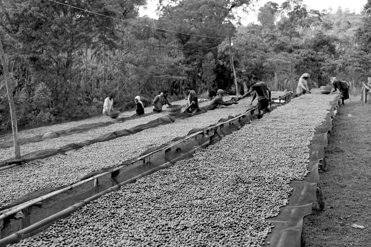 Natural process coffee cherries drying on raised drying beds with people working in background.