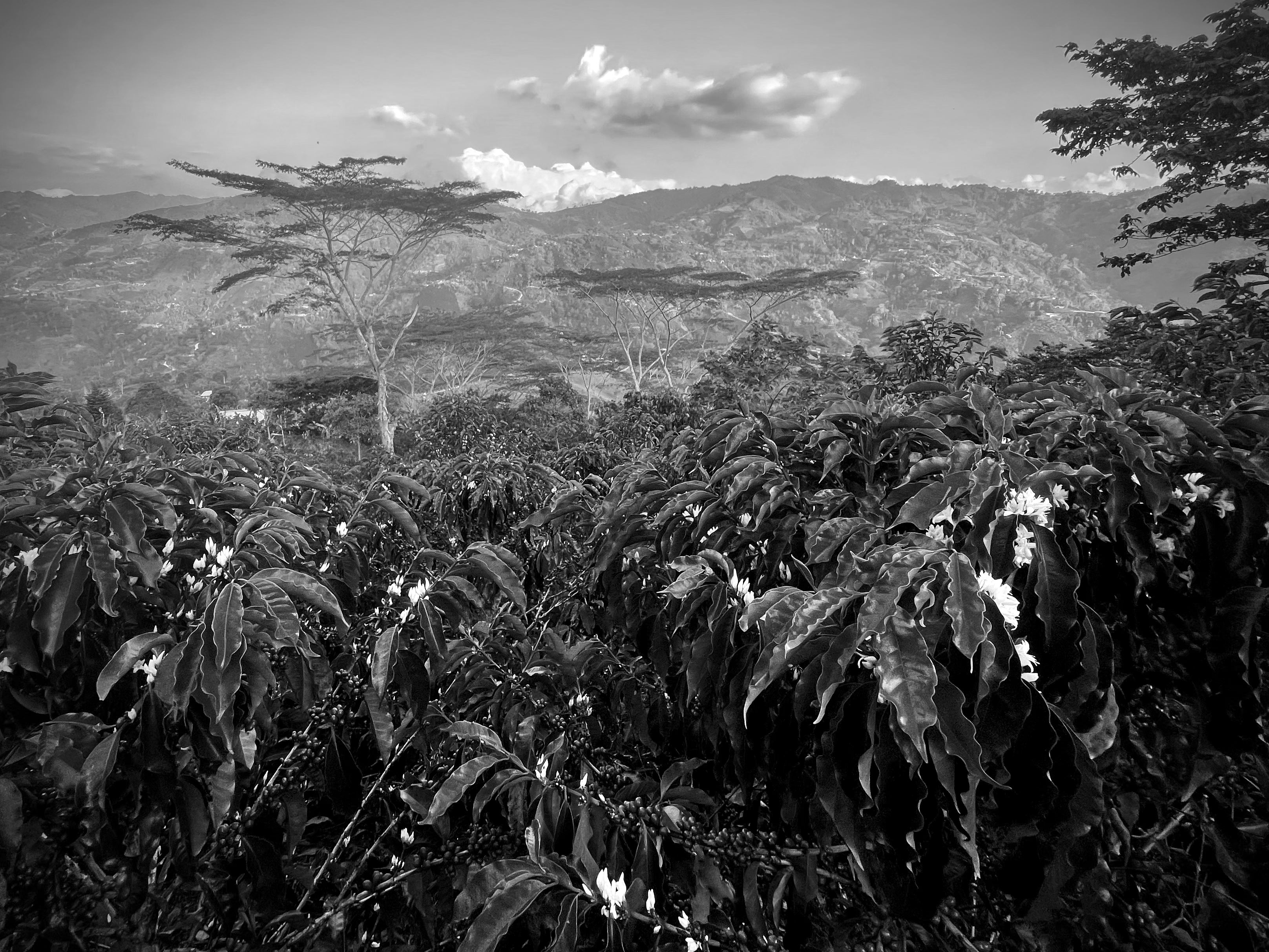 Black and white image of a coffee plantation with mountains in the background