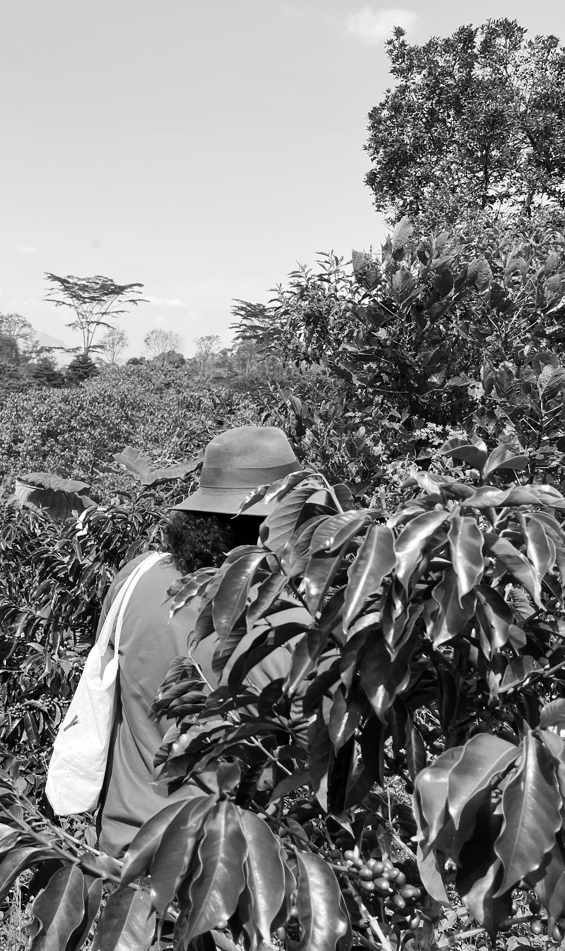 Image of farmer admiring the coffee plant