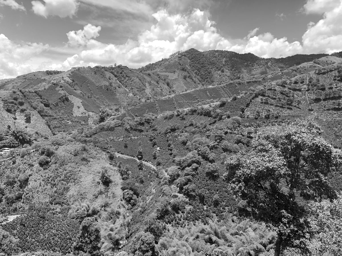 black and white photo of coffee farms on a mountain side 