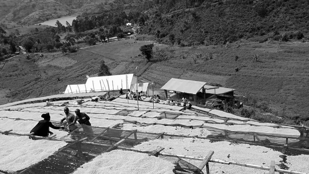 Historical black and white photo of people working with crops on a large open area.