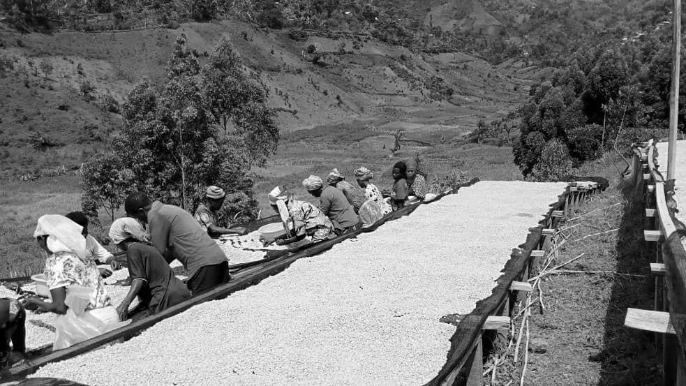 Farm workers working on a coffee drying bed.