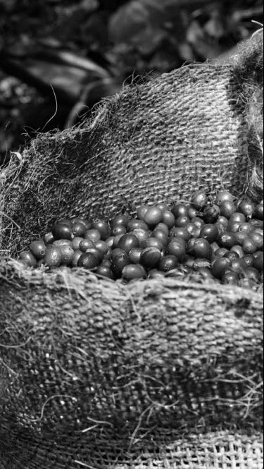 image of a jute bag full of coffee cherries