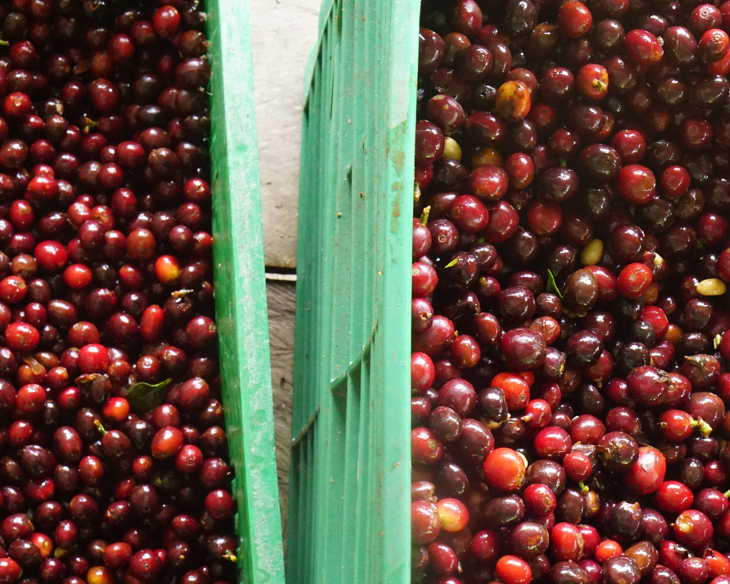 Image of coffee fruit in green containers 