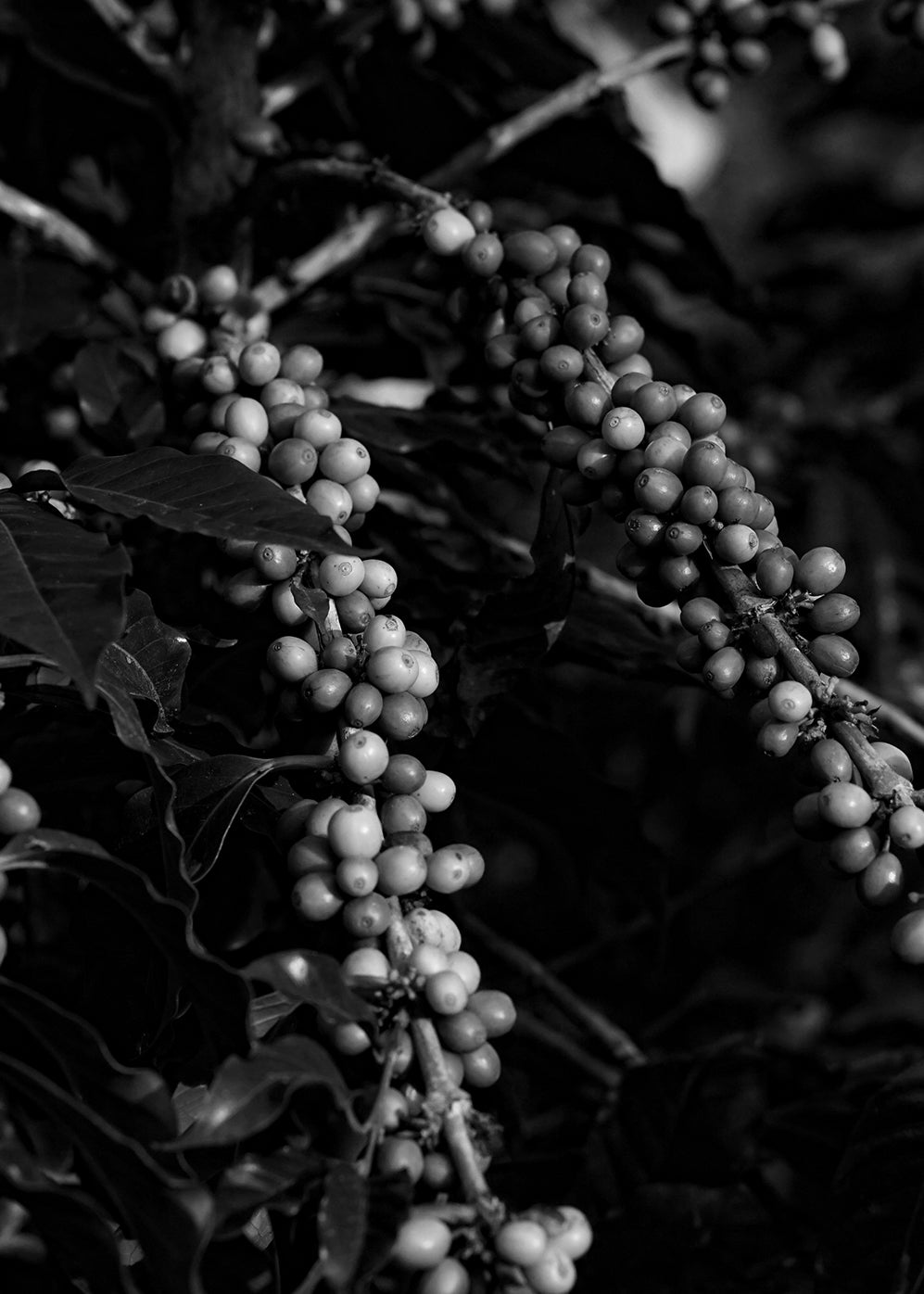 image of coffee cherries growing on coffee shrub