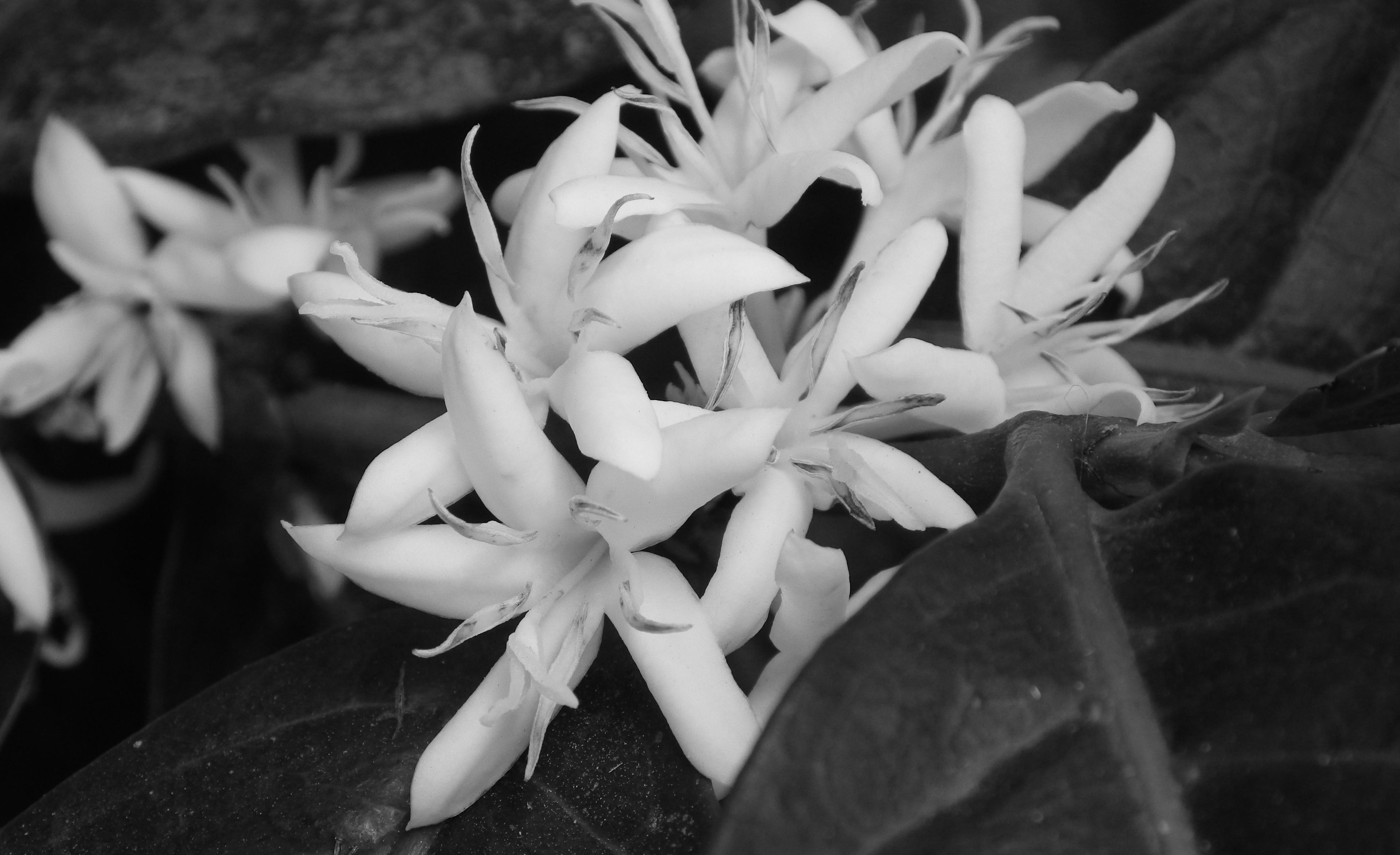 Close-up of white flowers with green leaves in black and white.