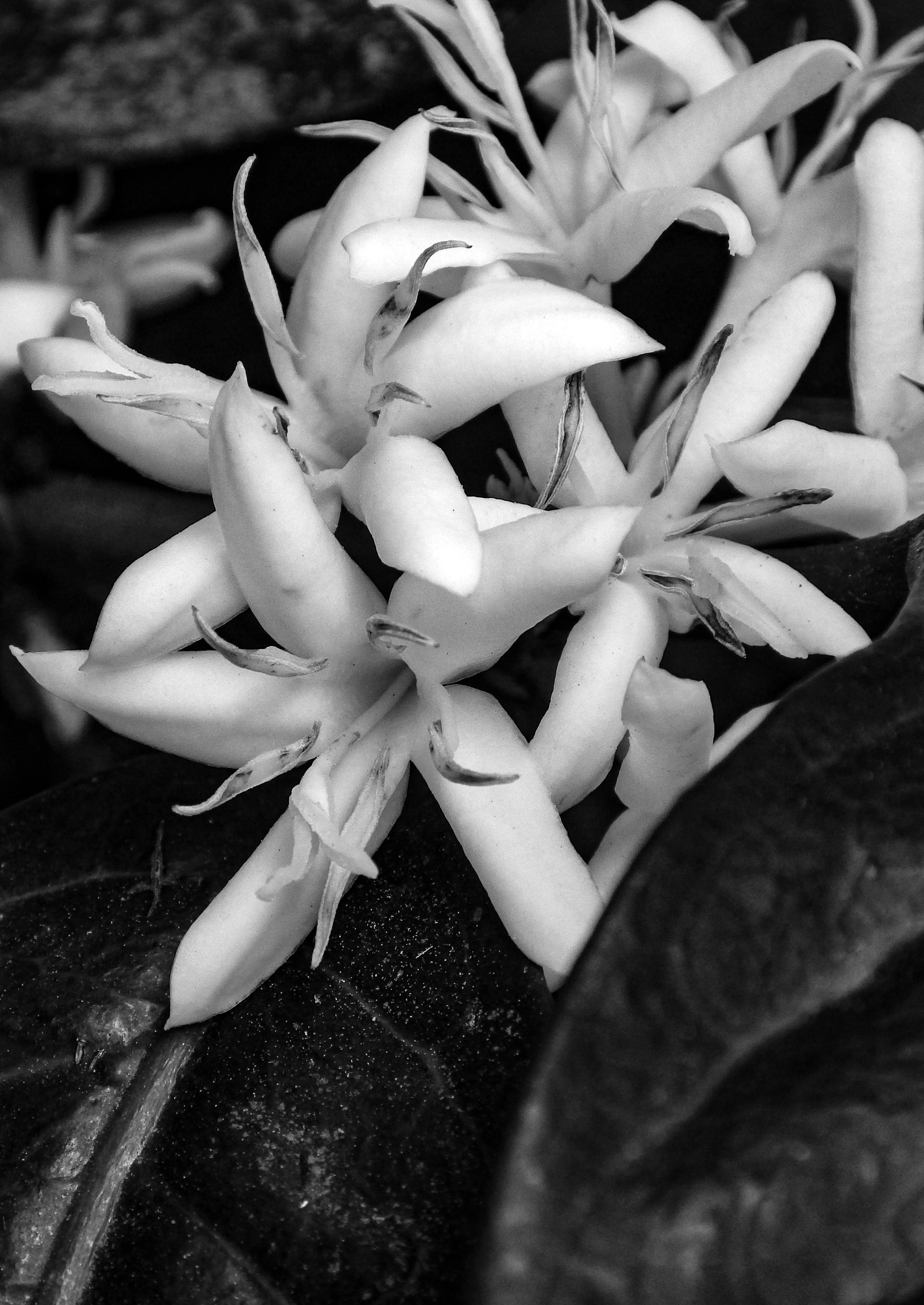 Close-up of a white flower with a blurred background