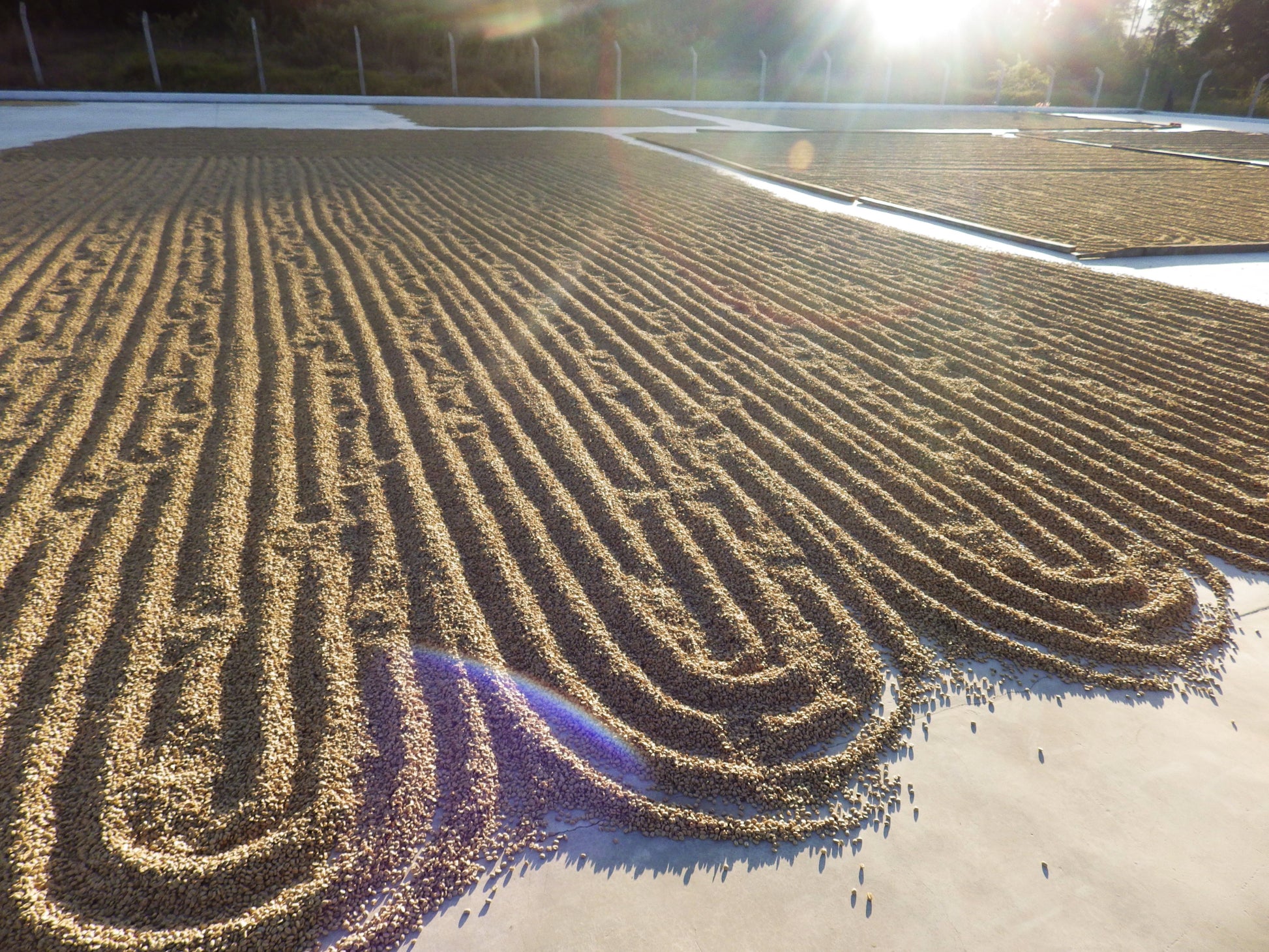 Image of coffee beans spread evenly to be left out in the sun