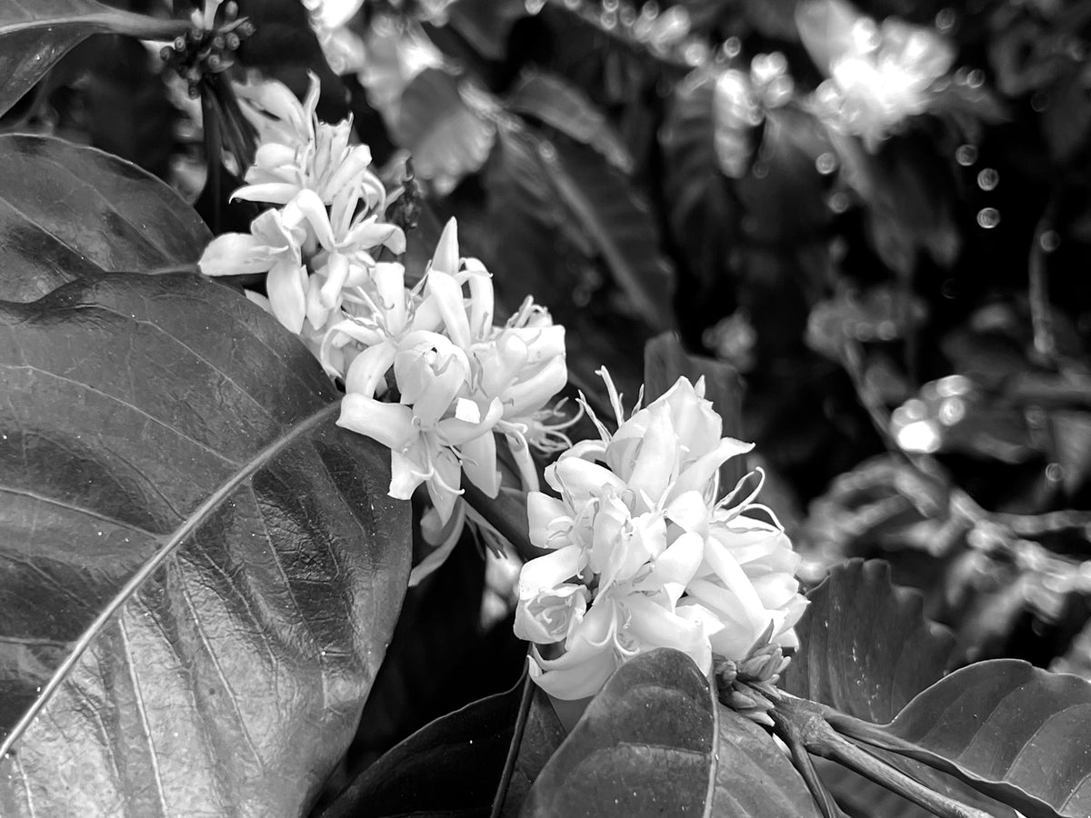 Close-up of white flowers with green leaves in black and white.
