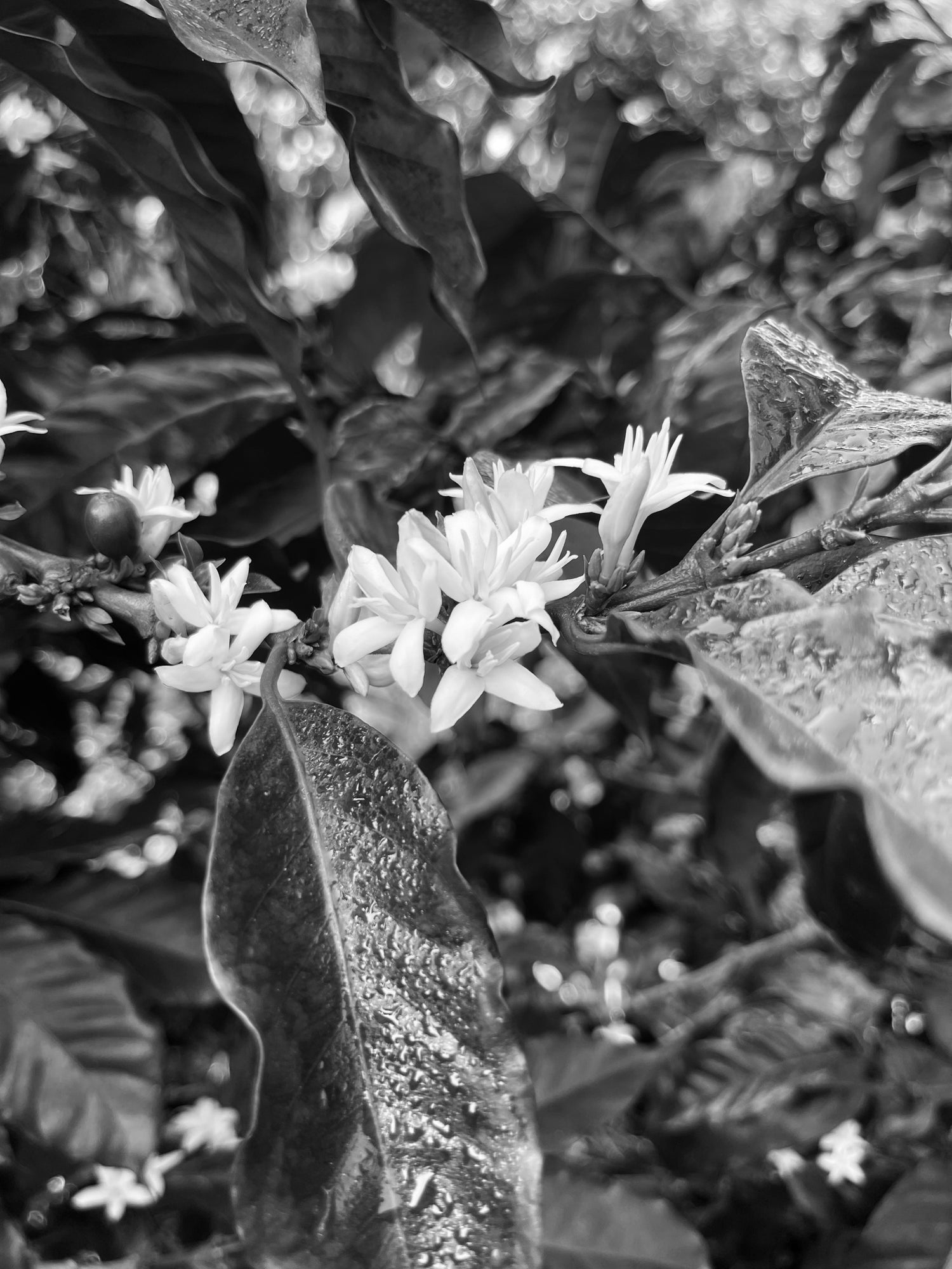image of coffee blossoms