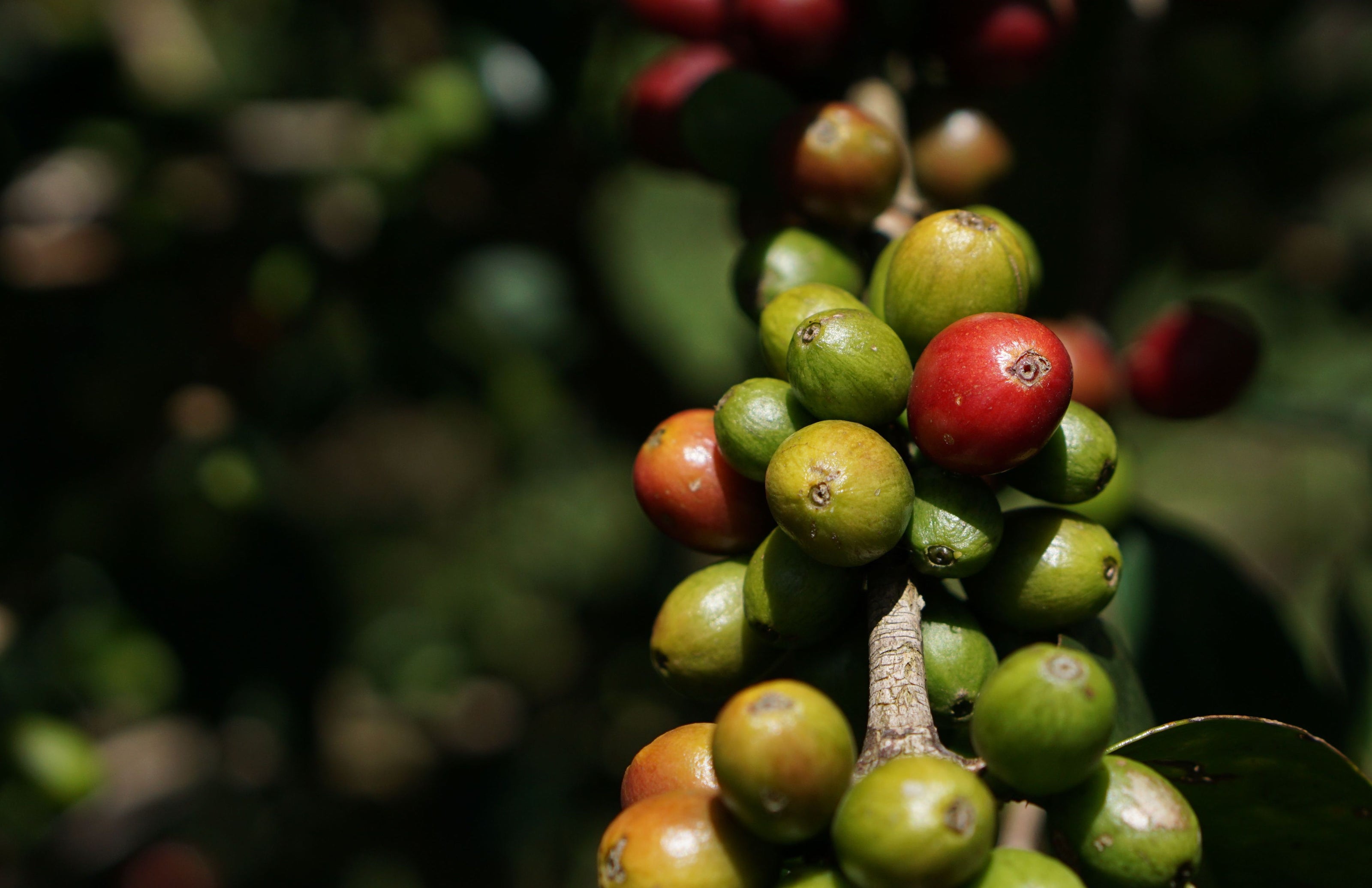 Image of coffee fruit on tree 