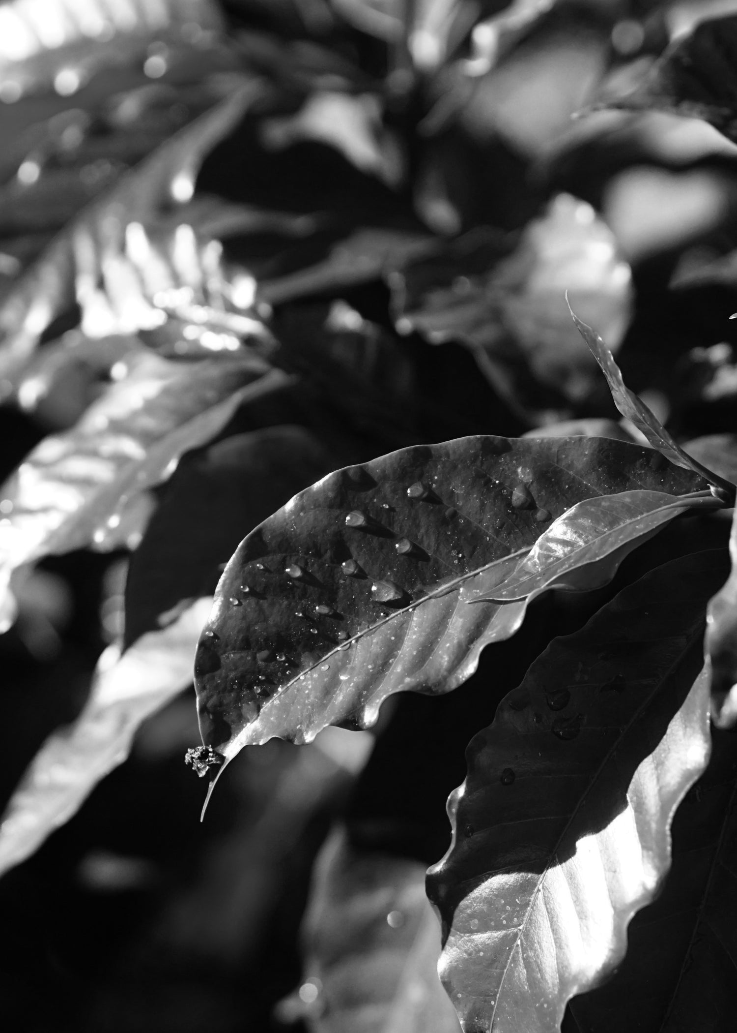 image of coffee leaf with drops of rain on it
