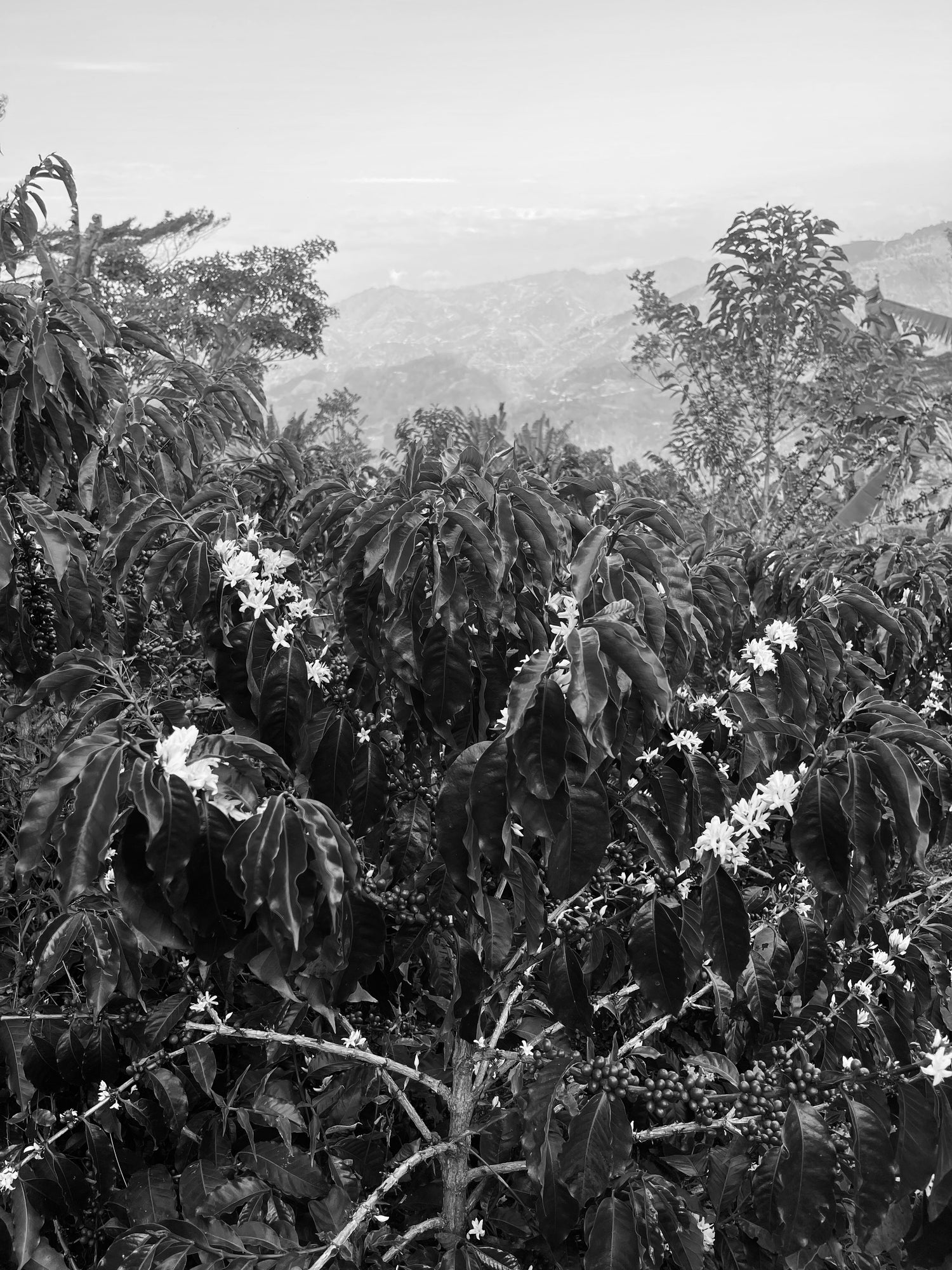 image of coffee plant with flowers in bloom