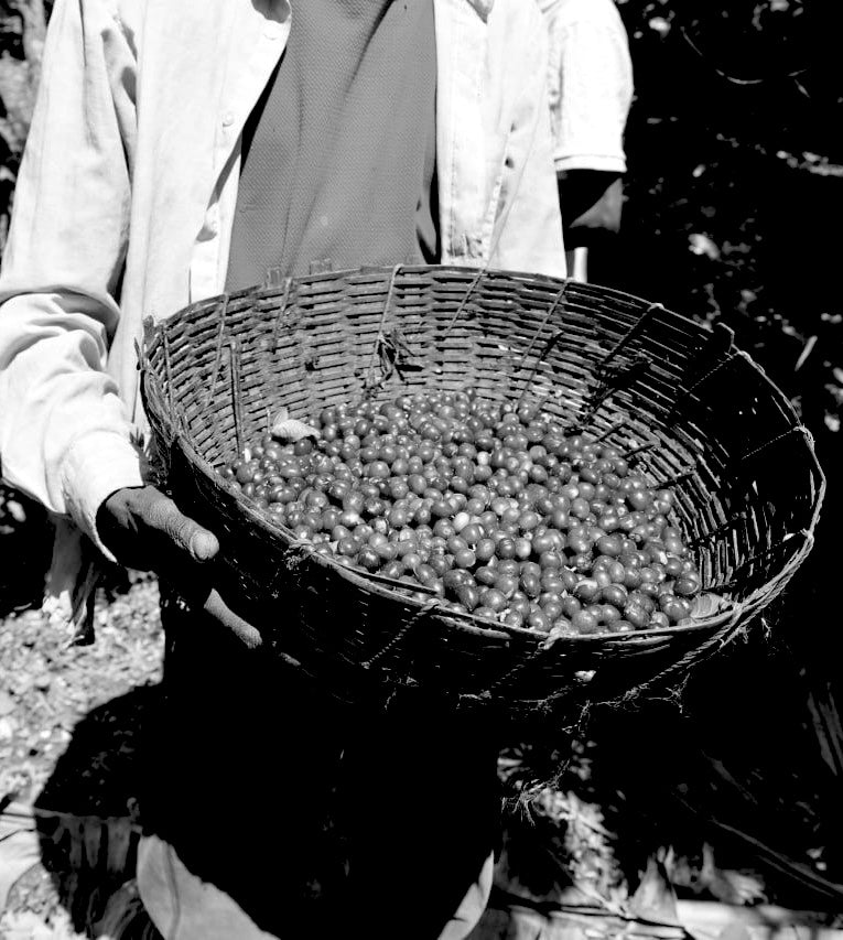 Person holding a woven basket filled with cherries in a black and white photograph